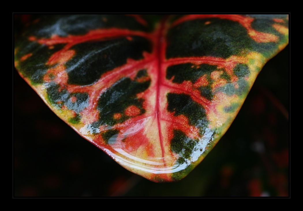 Plants 28