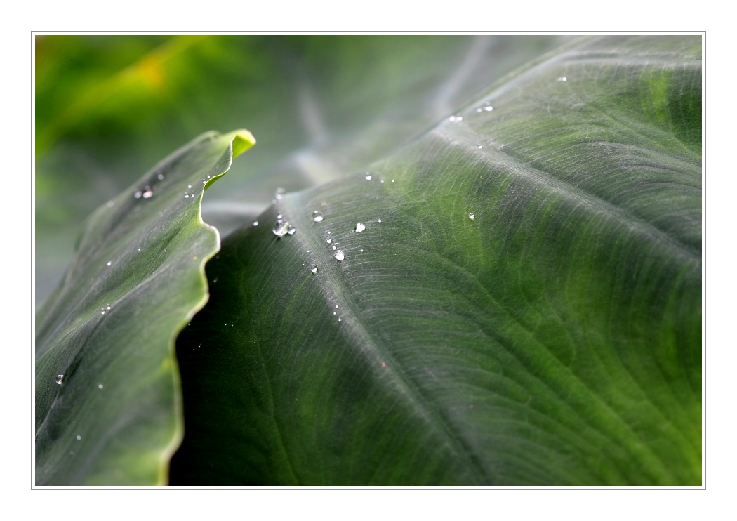 Plants 29