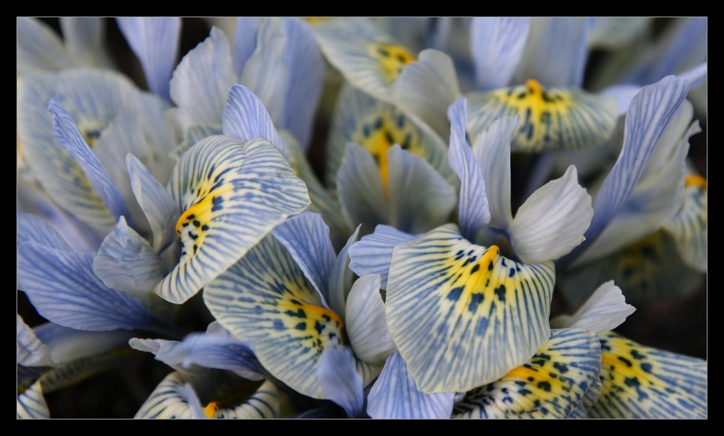 Plants 3
