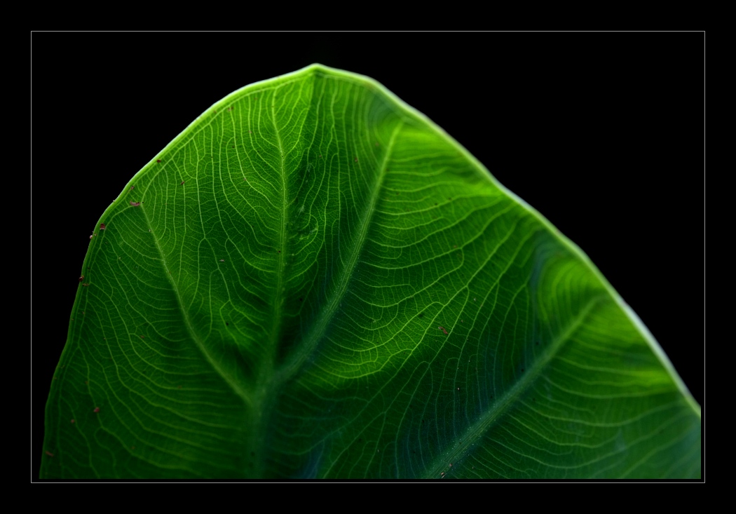 Plants 30