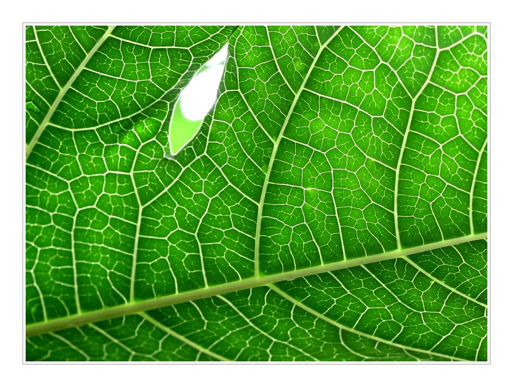 Plants 31