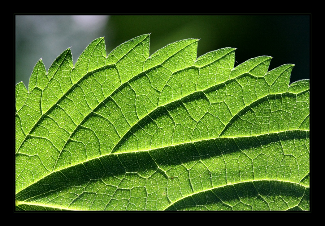 Plants 32