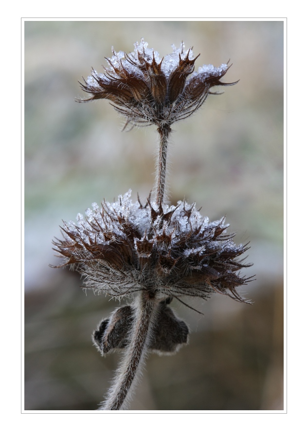 Plants 34