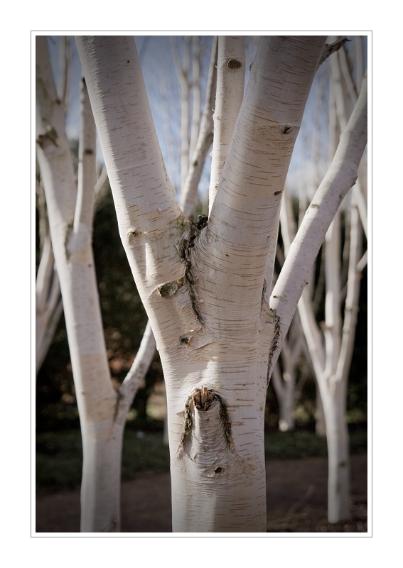 Plants 35