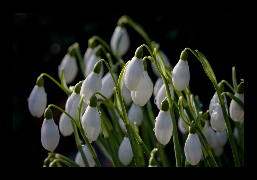 Plants 38