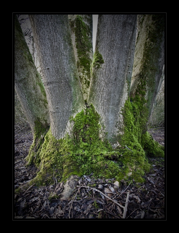 Plants 39