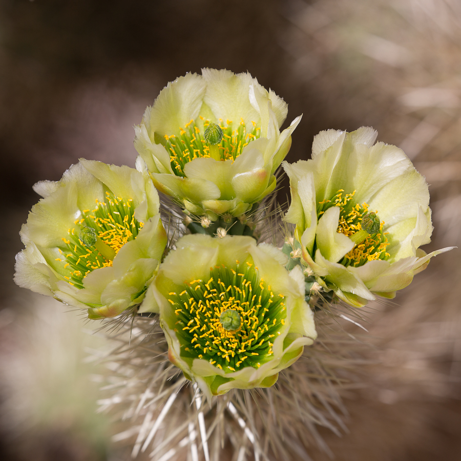 Plants 43