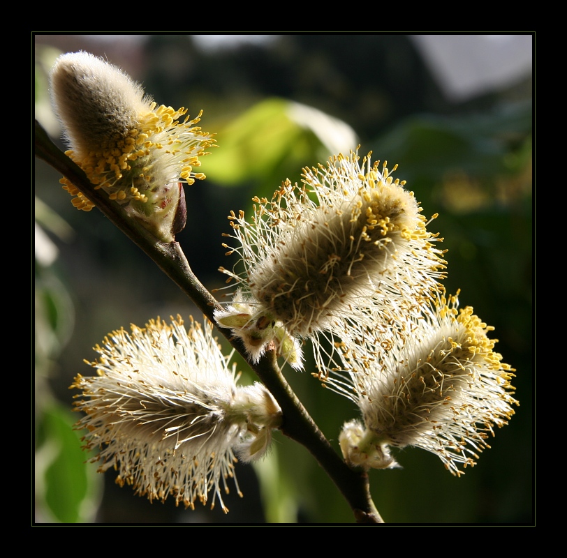 Plants 7