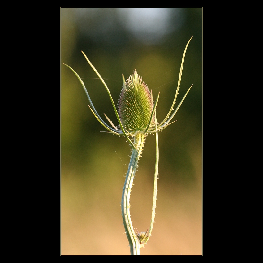 Plants 9