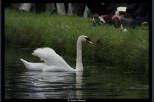 May Bumps Cambridge 2008 144