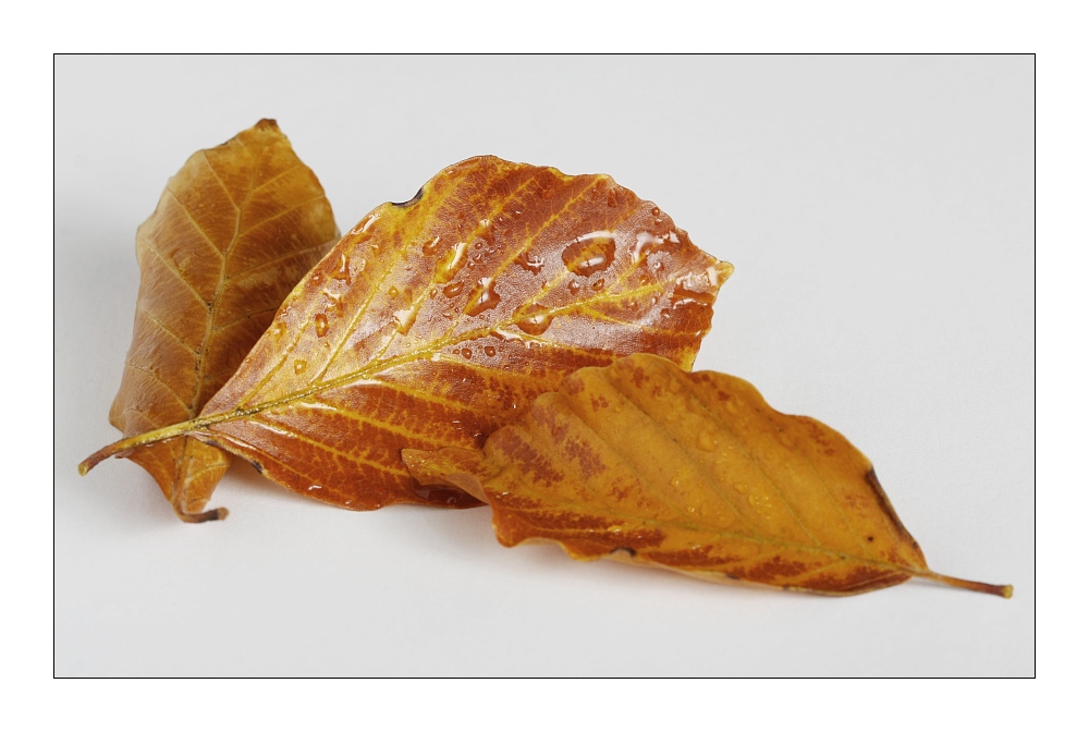 Still Life 4