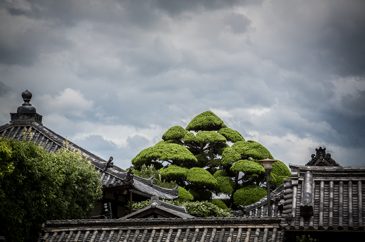 Hōryū-ji 6