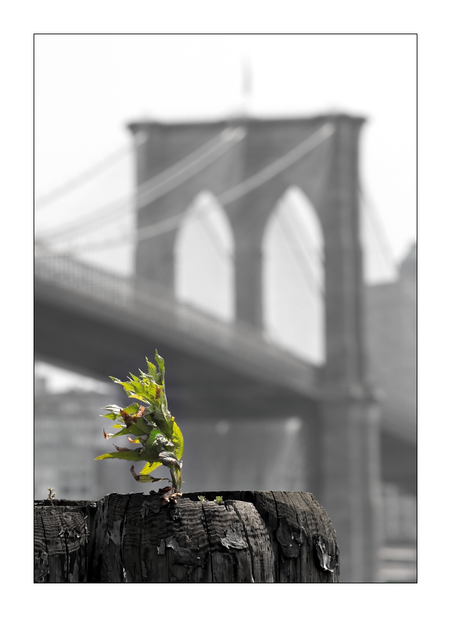 New York City 2