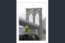 New York City 2