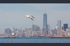 New York City 32